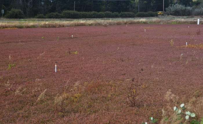 dry cranberry bog, no water